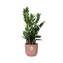 Kamerplant - Zamioculcas - Pot Ø 14cm Hoogte ↕ 45-50cm