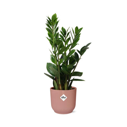 Kamerplant - Zamioculcas - Pot Ø 14cm Hoogte ↕ 45-50cm