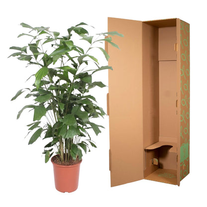 XL Kamerplant - Caryota Mitis - Pot Ø 27cm Hoogte ↕ 140cm
