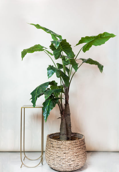 XL Kunstplant - Alocasia Olifantsoor - Hoogte ↕ 180cm