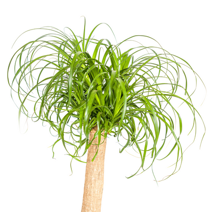 Kamerplant - Beaucarnea Recurvata - Op stam - Pot Ø 24cm Hoogte ↕ 80-100cm