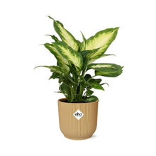 Kamerplant - Dieffenbachia 'Camilla' - Pot Ø 14cm