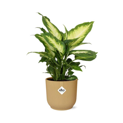 Kamerplant - Dieffenbachia 'Camilla' - Pot Ø 14cm