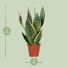 Kamerplant - Sansevieria Trifasciata Futura Superba - Luchtzuiverend - Pot Ø 12cm Hoogte ↕ 40cm