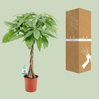 Kamerplant - Pachira Aquatica - Pot Ø 19cm Hoogte ↕ 80cm