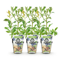 Buitenplant 3x Vaccinium corymbosum 'Bluegold' - Blauwe Bes - Winterhard - Pot Ø 9cm Hoogte ↕ 10-25cm