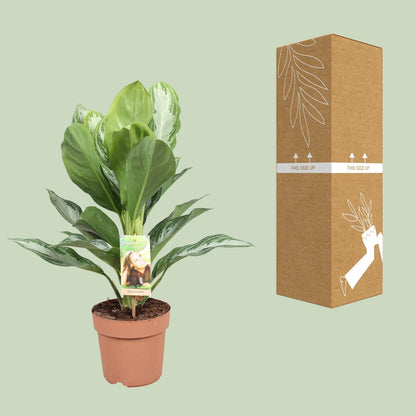 Kamerplant - Aglaonema Silver Bay - Pot Ø 17cm Hoogte ↕ 55cm