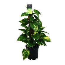 Kamerplant - Scindapsus (Epipremnum) - Pot Ø 15cm Hoogte ↕ 50cm