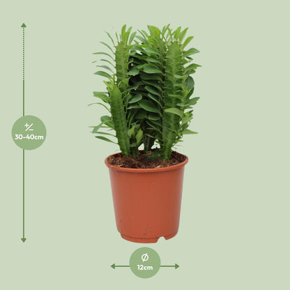 Kamerplant - Euphorbia Trigona - Pot Ø 12cm Hoogte ↕ 40cm