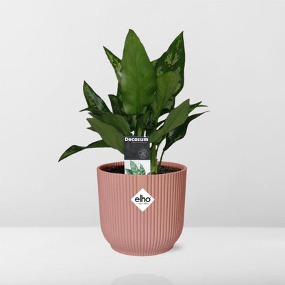 Kamerplant - Aglaonema Maria - Pot Ø 14cm