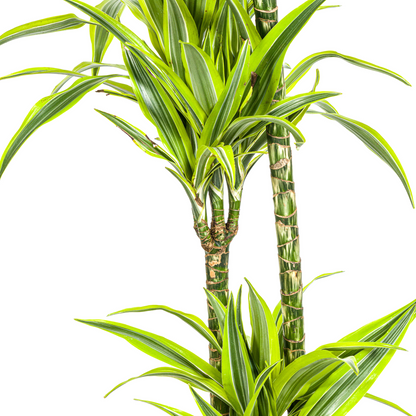 Kamerplant - Dracaena Deremensis Lemon Lime - Pot Ø 24cm Hoogte ↕ 130-150cm