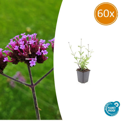 Buitenplant 60x Verbena bon. 'Lollipop' - Bloeiend - Pot Ø 9cm Hoogte ↕ 10-25cm