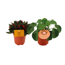 Kamerplant 2x Peperomia Duo Rosso / Pilea Peperomioides - Pot Ø 10.5cm Hoogte ↕ 15cm