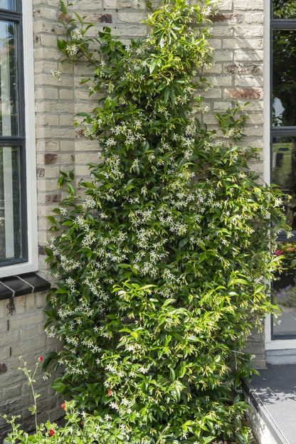 Buitenplant 2x Trachelospermum 'Star of Venice' - Winterhard - Pot Ø 15cm Hoogte ↕ 65cm