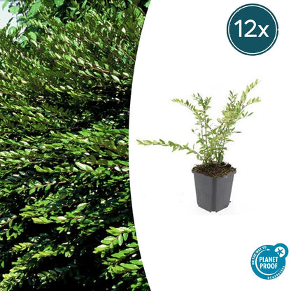 Buitenplant 12x Lonicera pileata 'Purple Pearl' - Pot Ø 9cm Hoogte ↕ 10-25cm