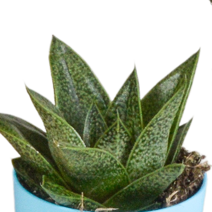 Kamerplant 5x Gasteria/Haworthia mix - Pot Ø 5,5cm