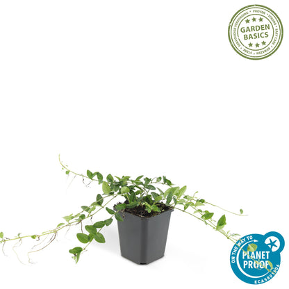 Buitenplant 6x Vinca minor 'Alba' - Pot Ø 9cm Hoogte ↕ 10-25cm