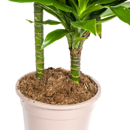Kamerplant - Dracaena Deremensis Green Jewel - Luchtzuiverend - Pot Ø 19cm Hoogte ↕ 70-90cm