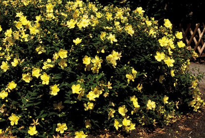 Buitenplant 48x Hypericum 'Hidcote' - Bloeiend - Pot Ø 9cm Hoogte ↕ 10-25cm