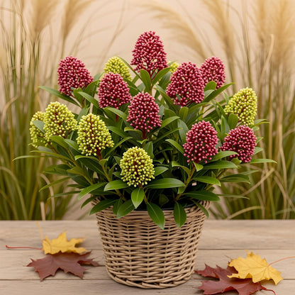 Buitenplant - Skimmia japonica Festival - Winterhard - Pot Ø 15cm Hoogte ↕ 30cm