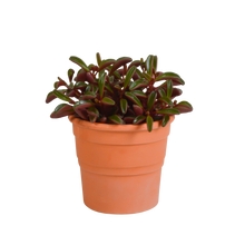 Kamerplant - Peperomia graveolens