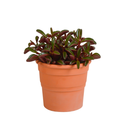 Kamerplant - Peperomia graveolens