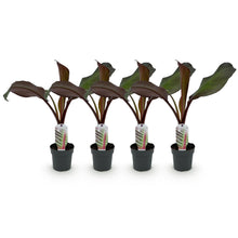 Buitenplant 4x Ensete ventricosum Maurelli - Winterhard - Pot Ø 12cm Hoogte ↕ 30cm