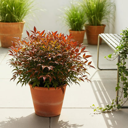 Buitenplant - Nandina domestica 'Gulfstream' - Pot Ø 17cm Hoogte ↕ 45cm