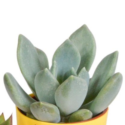 Kamerplant 5x Vetplanten mix - in gekleurde pot - Pot Ø 5.5cm