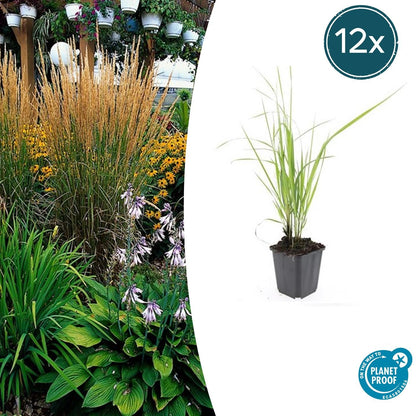 Buitenplant 12x Calamagrostis acut. 'Karl Foerster' - Pot Ø 9cm Hoogte ↕ 10-25cm
