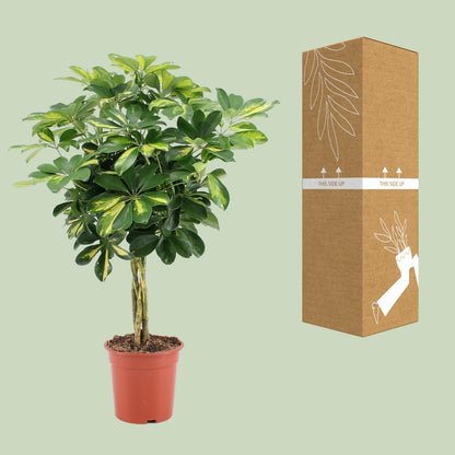 Kamerplant - Schefflera Arboricola Gold Capella - Pot Ø 19cm Hoogte ↕ 75cm
