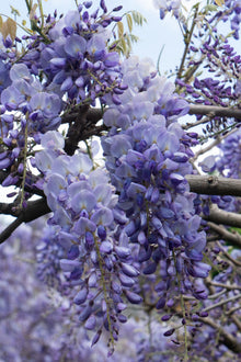 Buitenplant 2x Wisteria sinensis 'Prolific' - Bloeiend - Pot Ø 15cm Hoogte ↕ 65cm