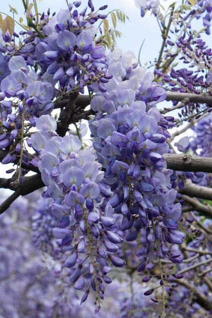 Buitenplant 2x Wisteria sinensis 'Prolific' - Bloeiend - Pot Ø 15cm Hoogte ↕ 65cm