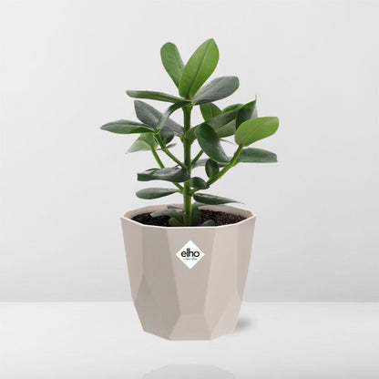 Kamerplant - Clusia Princess - Pot Ø 14cm