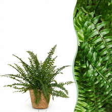 Kamerplant - Nephrolepis exaltata Green Lady - inclusief mand - Pot Ø12cm Hoogte ↕ 25cm