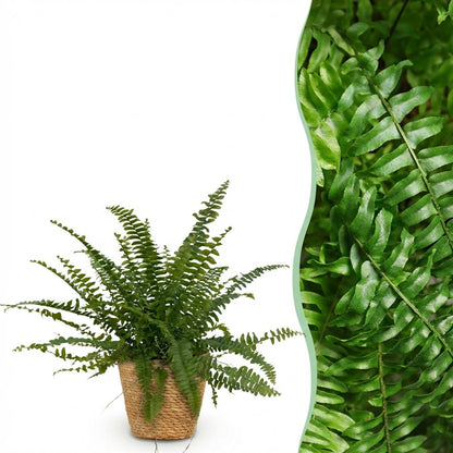 Kamerplant - Nephrolepis exaltata Green Lady - inclusief mand - Pot Ø12cm Hoogte ↕ 25cm
