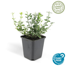 Buitenplant 6x Euonymus fort. 'Emerald Gaiety' - Pot Ø 9cm Hoogte ↕ 10-25cm