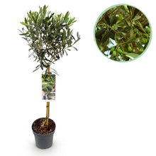 Buitenplant - Olea europaea op stam - Terrasboom - Winterhard - Pot Ø 19cm Hoogte ↕ 90cm