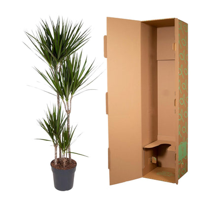 XL Kamerplant - Dracaena Marginata - Luchtzuiverend - Pot Ø 27cm Hoogte ↕ 180cm