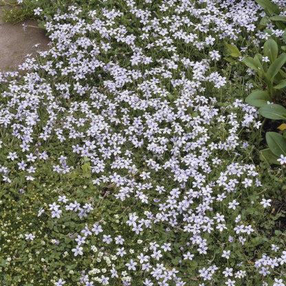Buitenplant 60x Isotoma fluviatilis - Bloeiend - Pot Ø 9cm Hoogte ↕ 10-25cm