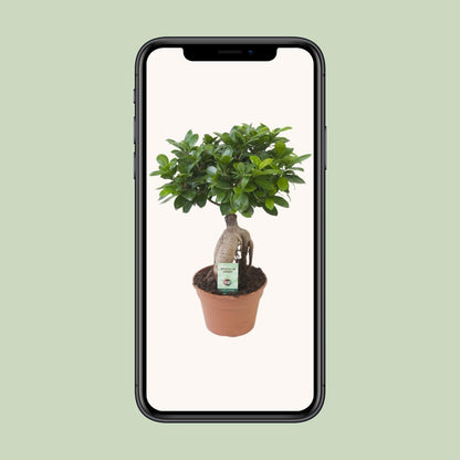 Kamerplant - Ficus Ginseng - Pot Ø 17cm Hoogte ↕ 40cm