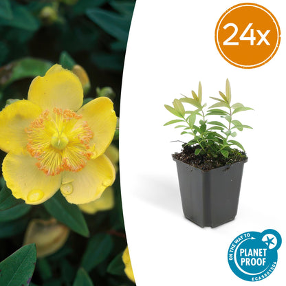 Buitenplant 24x Hypericum calycinum - Bloeiend - Pot Ø 9cm Hoogte ↕ 10-25cm