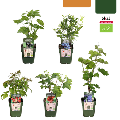 Buitenplant - Fruitplanten mix BIO - 5 verschillende soorten, biologisch gekweekt