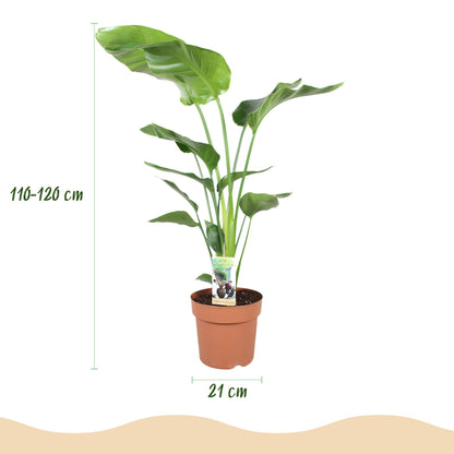 XL Kamerplant - Strelitzia Nicolai - Pot Ø 21cm Hoogte ↕ 110-120cm