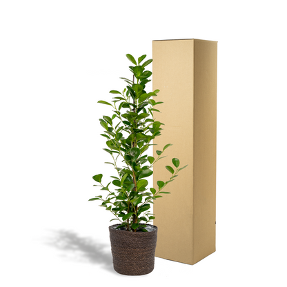 Kamerplant - Ficus microcarpa Moclame - Inclusief mand - Pot Ø 21cm Hoogte ↕ 95cm
