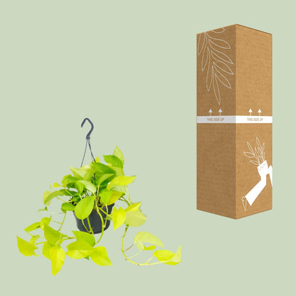 Kamerplant - Epipremnum Golden Pothos - Pot Ø 15cm Hoogte ↕ 25cm