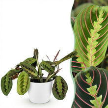 Kamerplant - Maranta Fascinator Tricolour - Gebedsplant - Pot Ø 12cm Hoogte ↕ 25cm