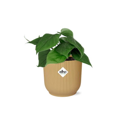 Kamerplant - Philodendron Scandens - Pot Ø 14cm