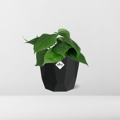 Kamerplant - Philodendron Scandens - Pot Ø 14cm