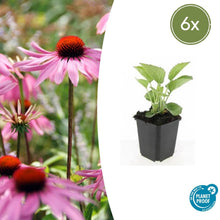 Buitenplant 6x Echinacea p. 'Magnus' - Bloeiend - Pot Ø 9cm Hoogte ↕ 10-25cm